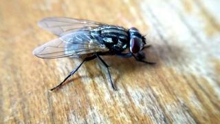Dosadne napasti: Riješite se muha na prirodan način
